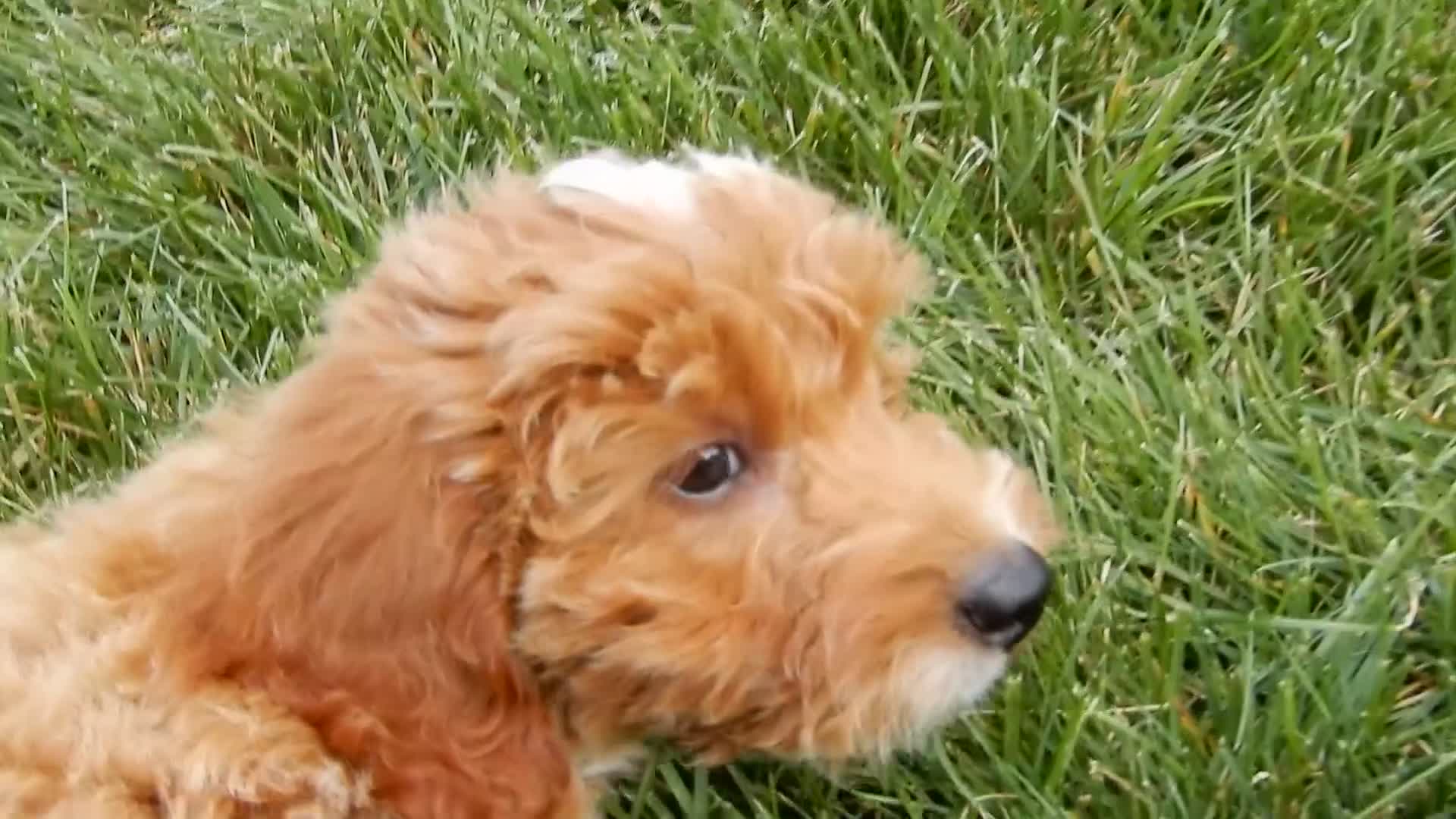 Mini Goldendoodle dogs for sale: Tommy - Video 1