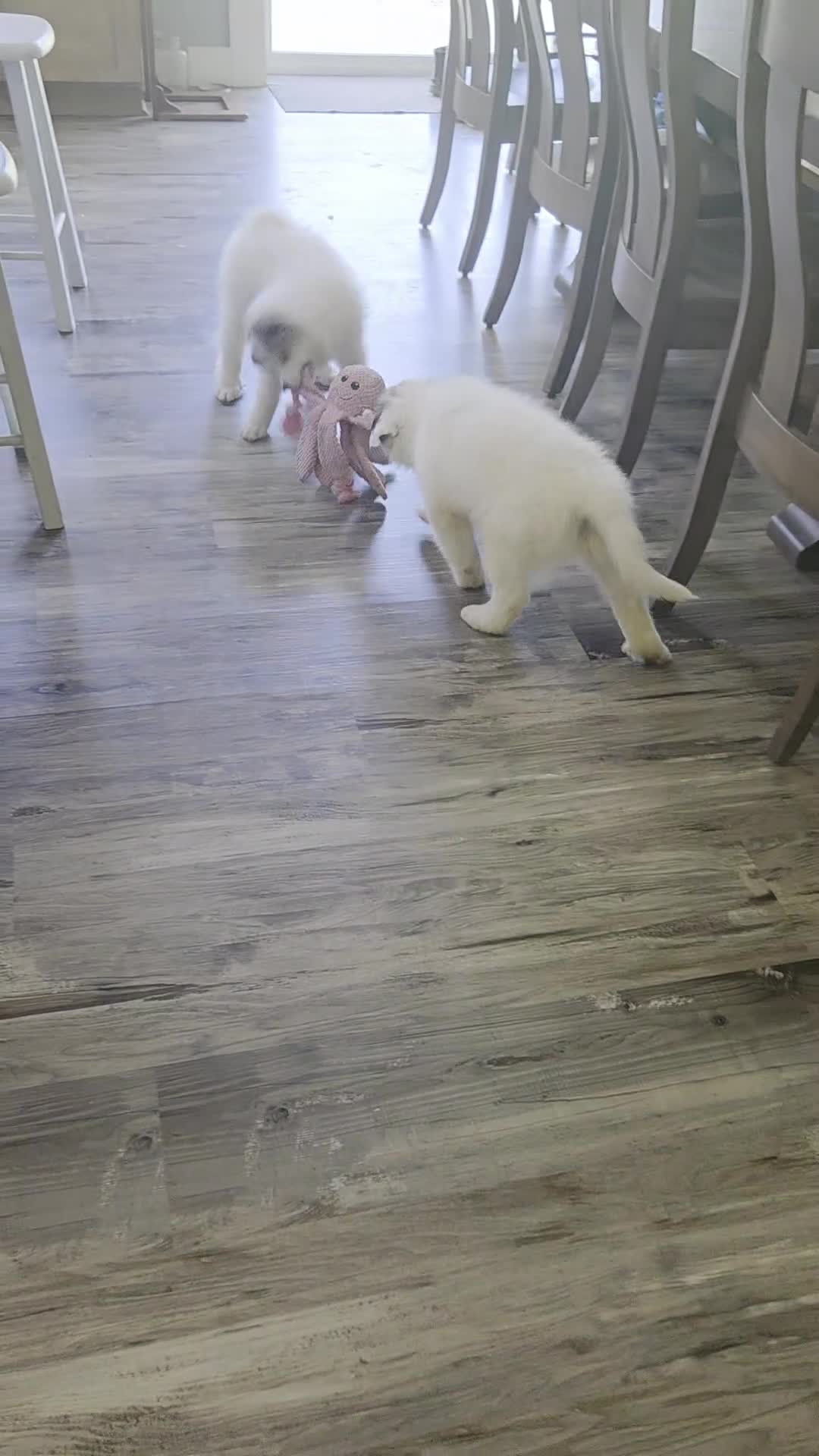 Great Pyrenees dogs for sale: Patrick "Teddy" - Video 2