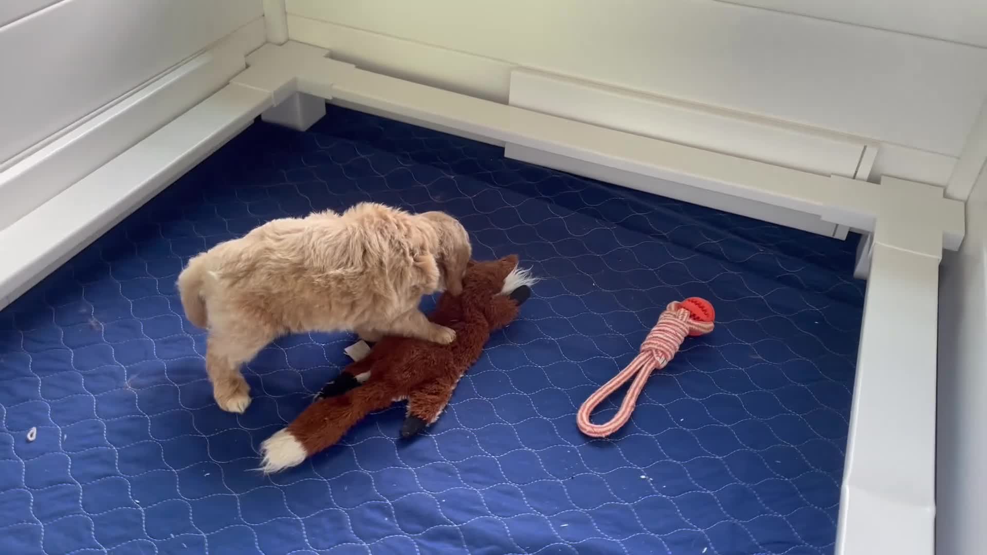 Mini Goldendoodle dogs for sale: Mr. Axel - Video 1