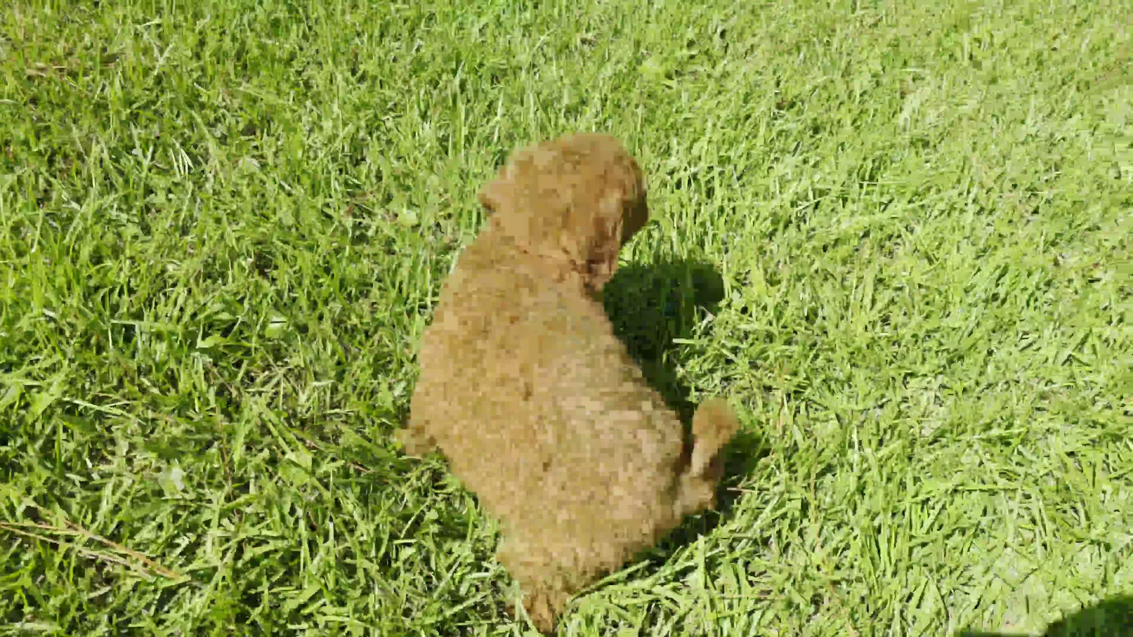 Goldendoodle dogs for sale:  Louie - Video 2