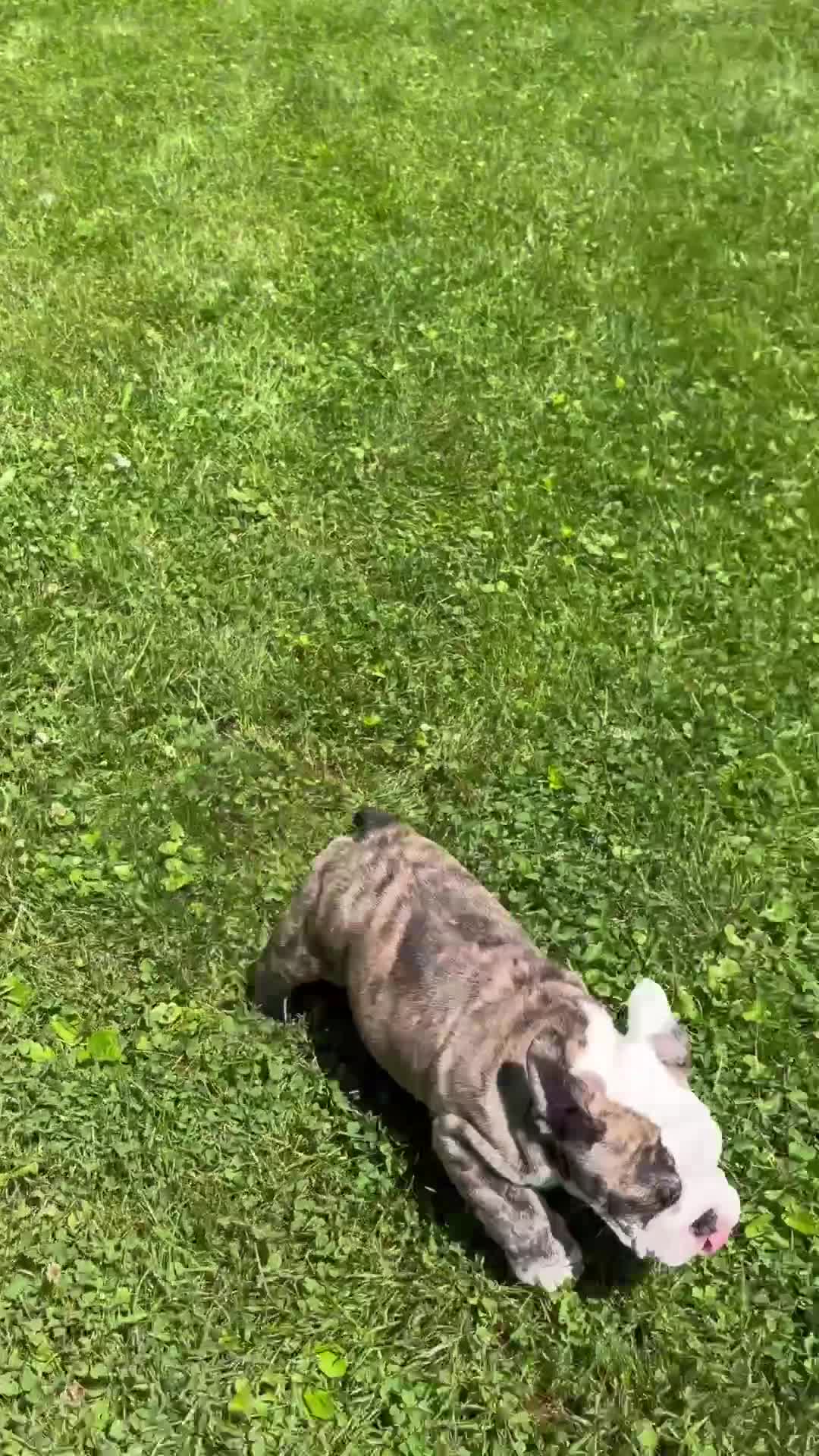 English Bulldog dogs for sale: Chase - Video 1