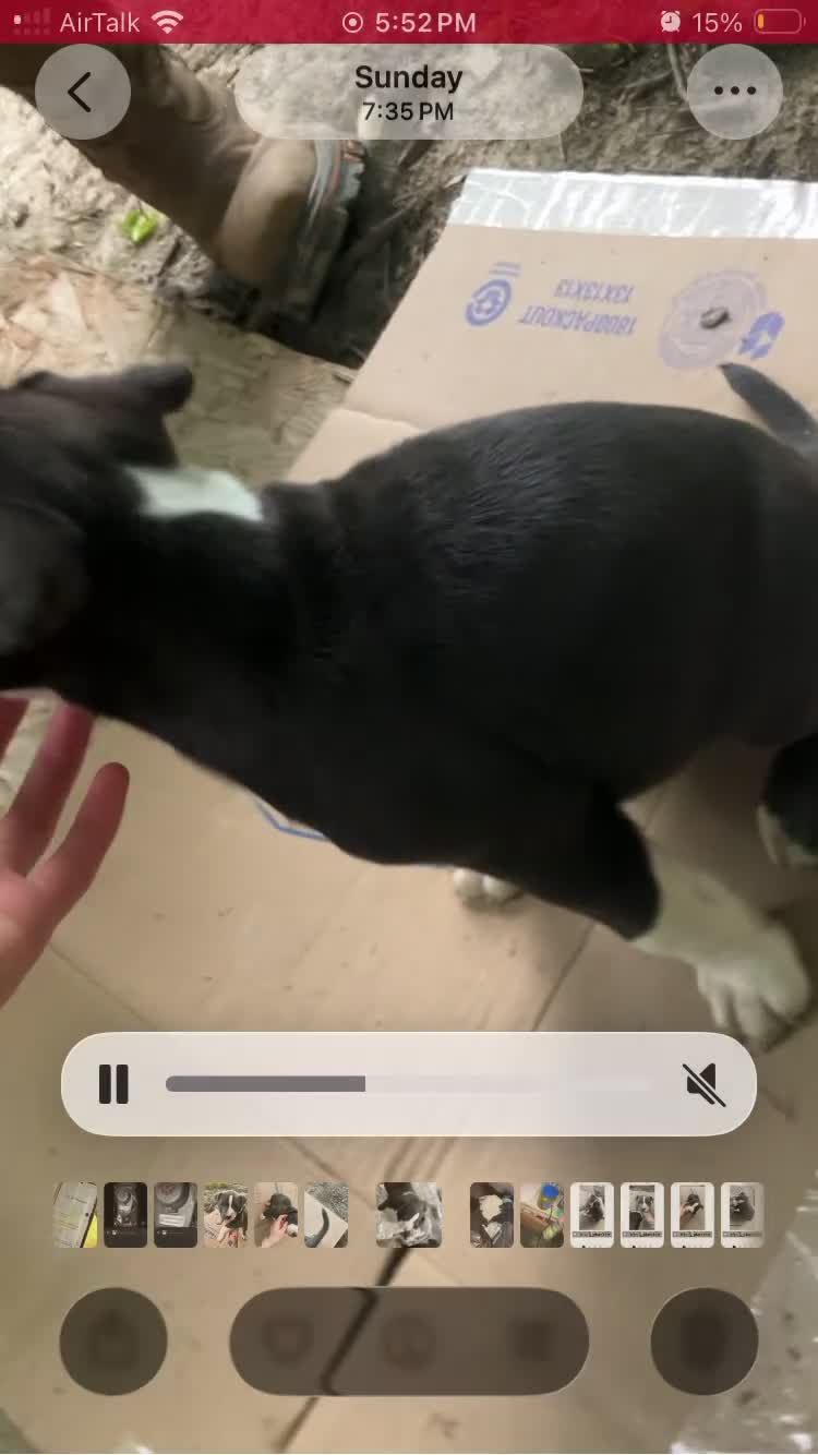 American Pit Bull Terrier dogs for sale: American Pit Bull Terrier 3 - Video 7