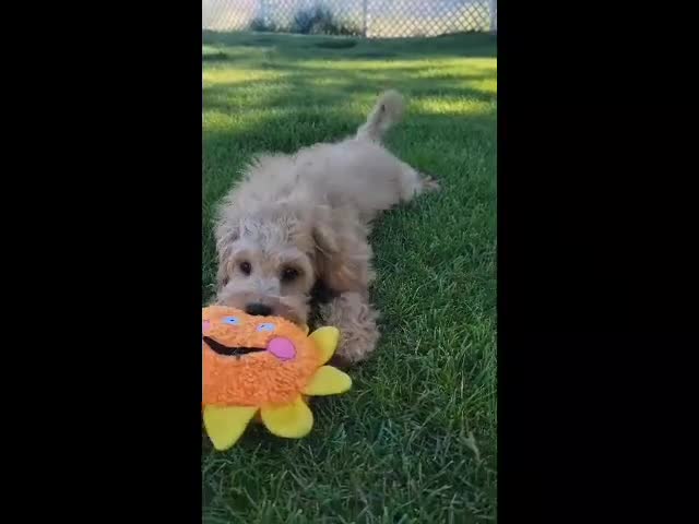 Mini Goldendoodle dogs for sale: Greta Female - Video 1