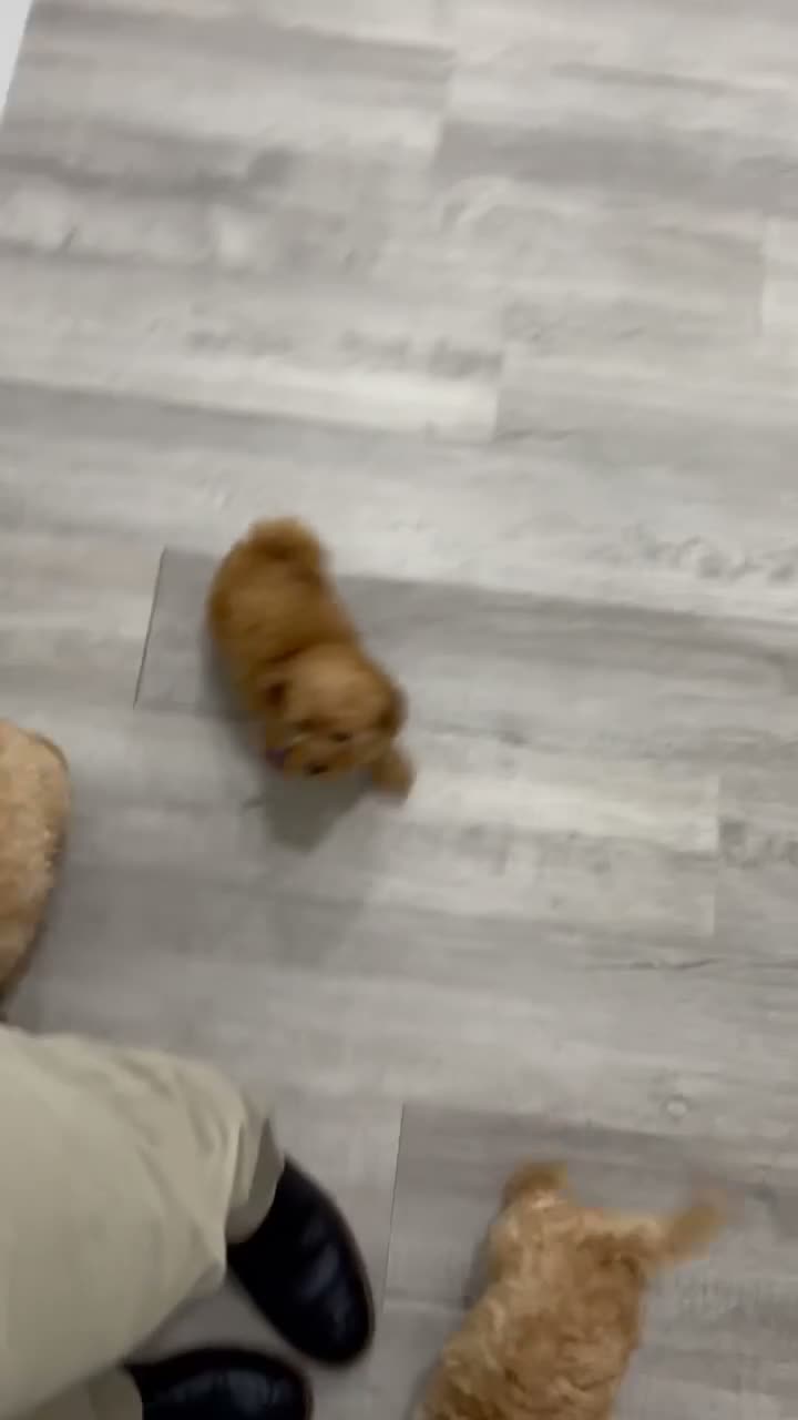 Miniature Poodle dogs for sale: Lily - Video 2