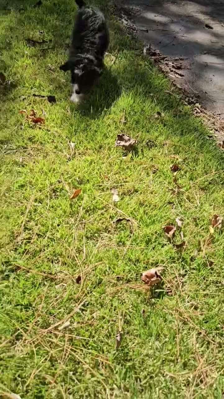Mini Bernedoodle dogs for sale: Mini Bernedoodle 1 - Video 1