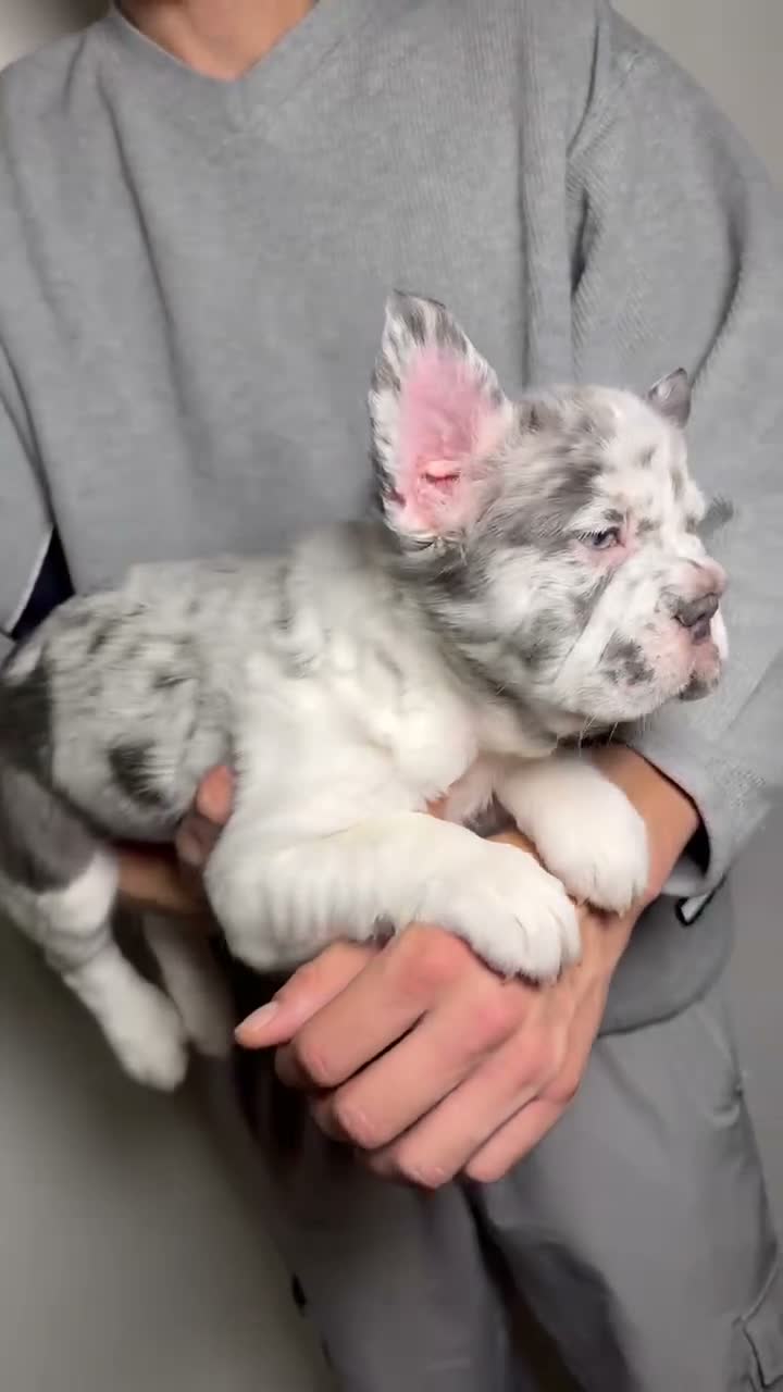 French Bulldog dogs for sale: Milo the fluffy  - Video 1
