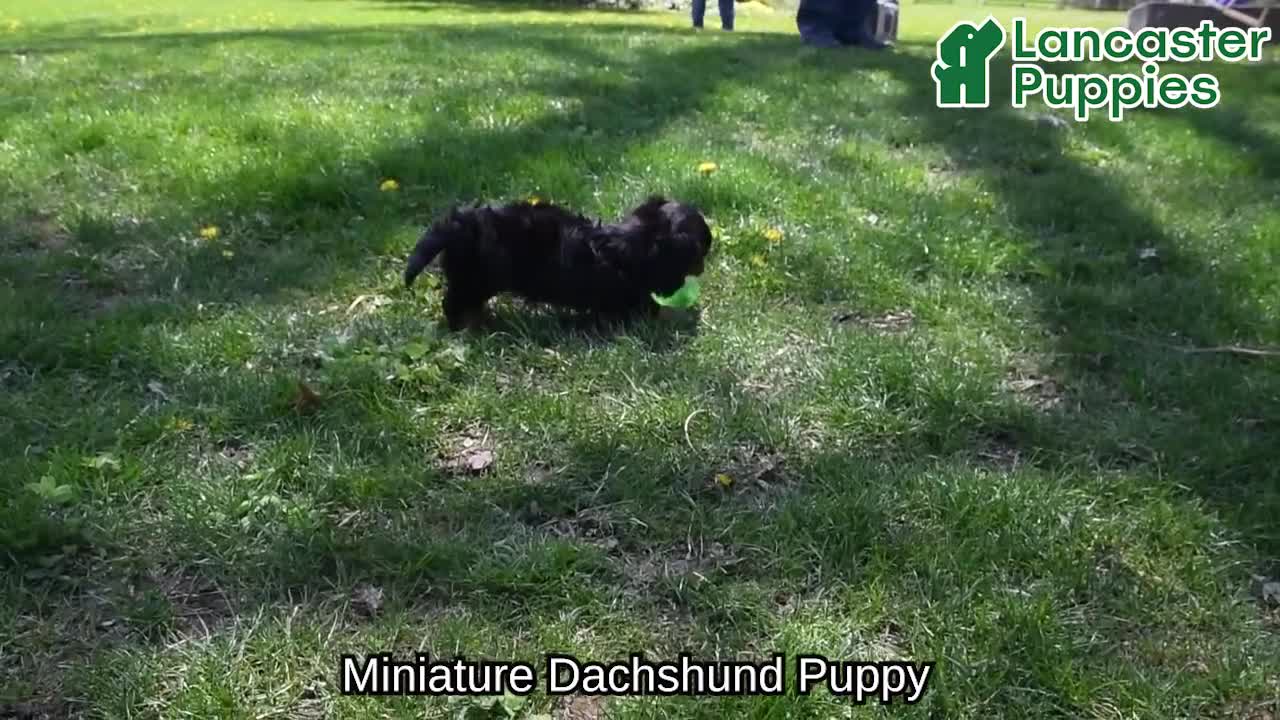 Miniature Dachshund dogs for sale: Dolly - Video 1