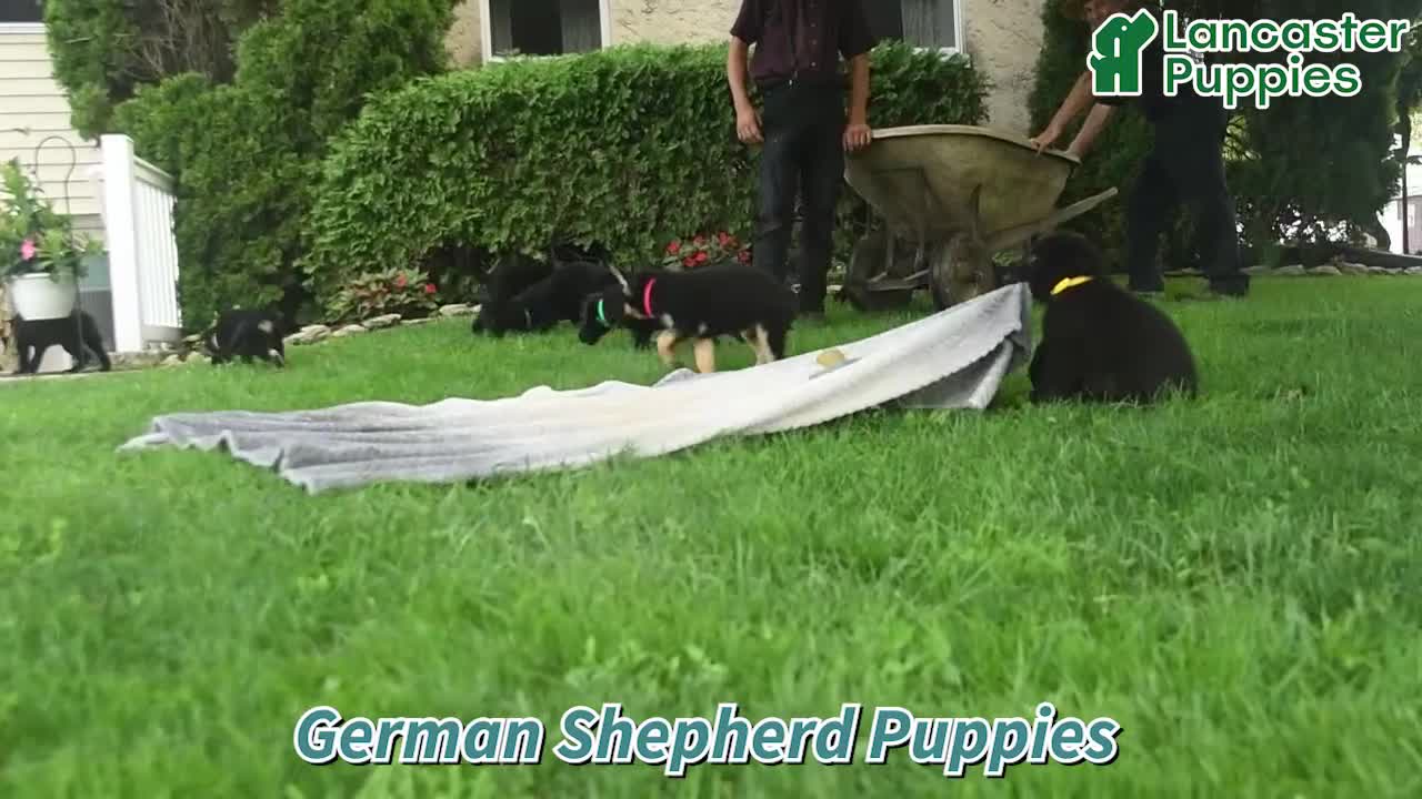 German Shepherd dogs for sale: Gibson  - Video 1