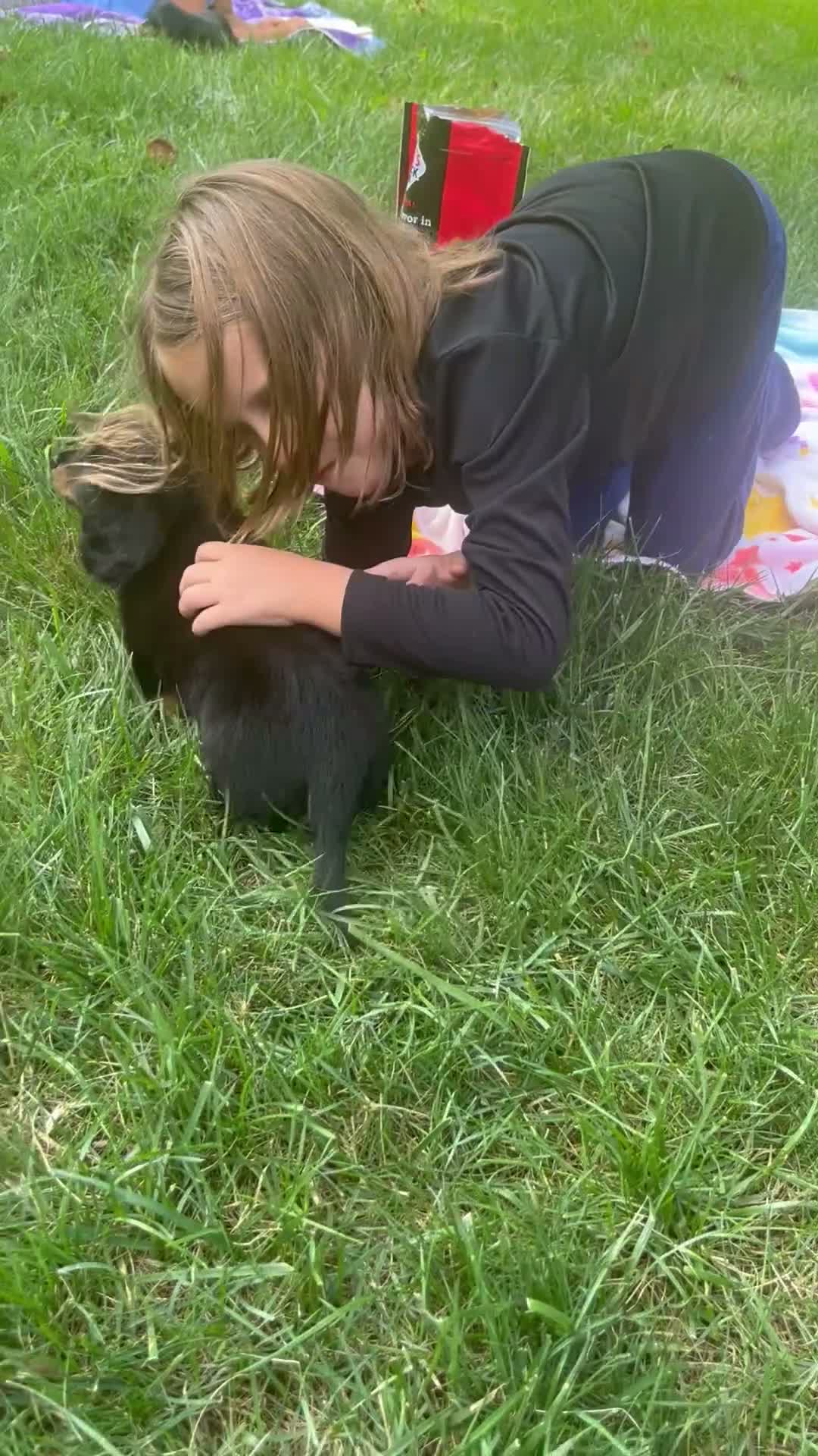 Dachshund dogs for sale: Adena - Video 1