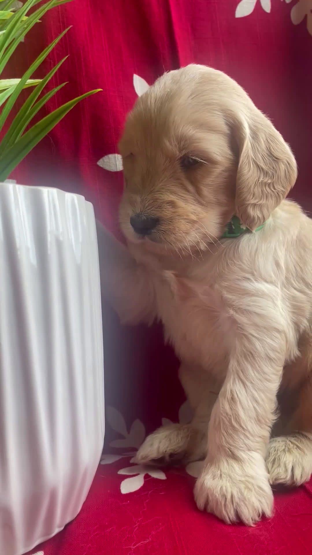 Goldendoodle dogs for sale: Goldendoodle Puppy 5 - Video 2