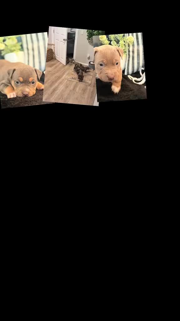 American Bully dogs for sale: Leviathan  - Video 2