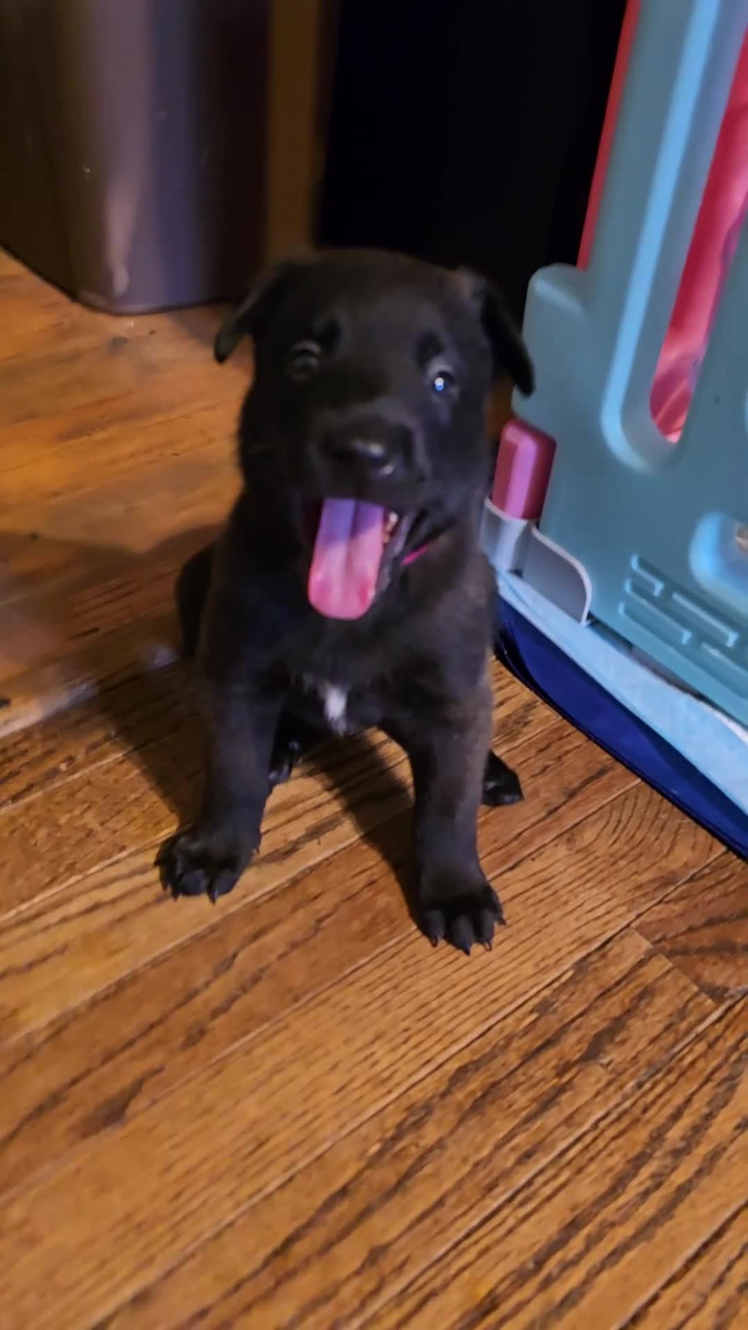 Belgian Malinois dogs for sale: Belgian Malinois 3 - Video 1