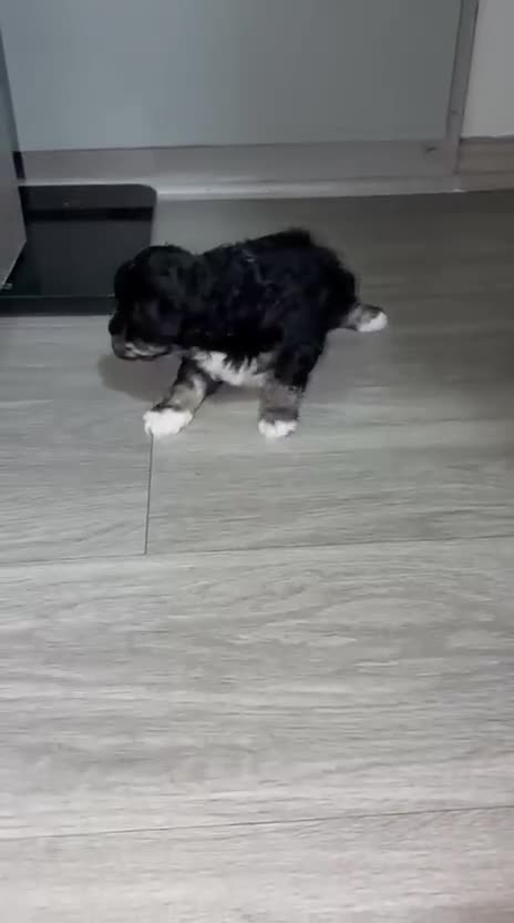 Bichon Frise dogs for sale: Bichon Frise Puppy 1 - Video 1