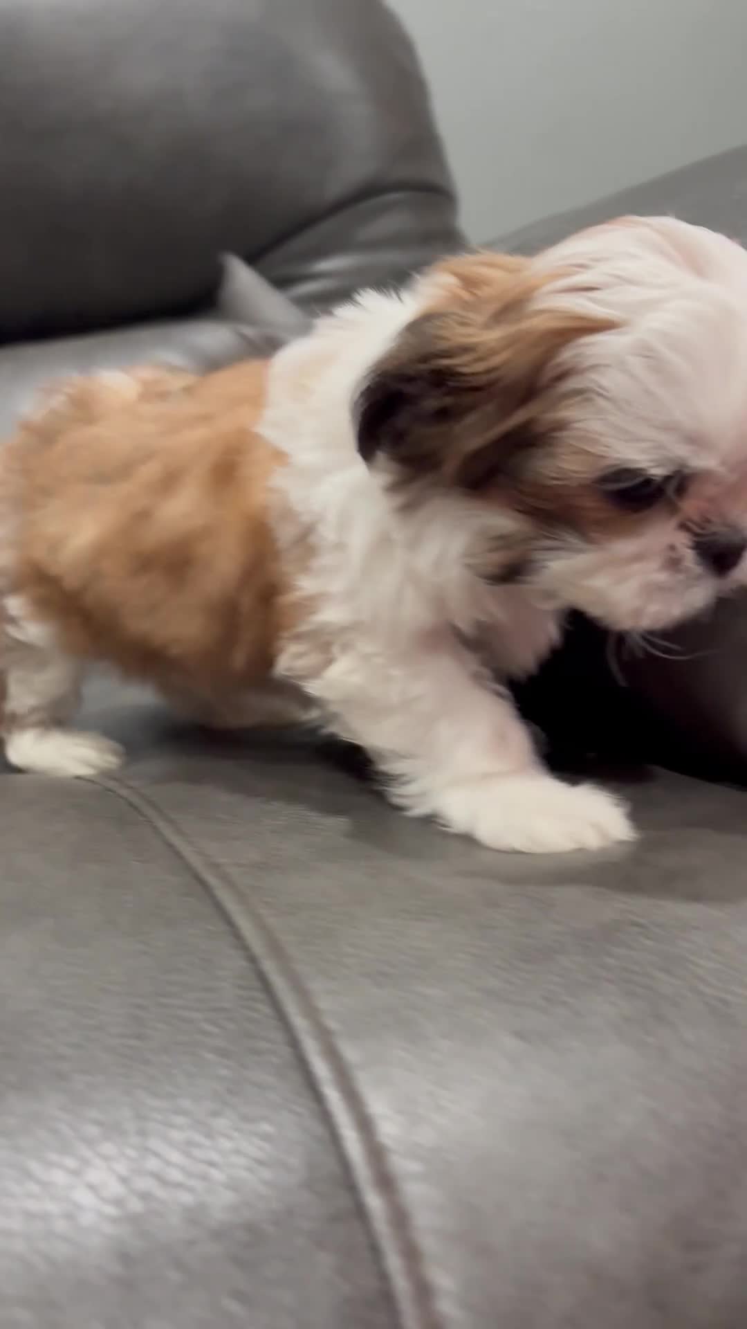 Shih Tzu dogs for sale: Tiny teacup  - Video 1