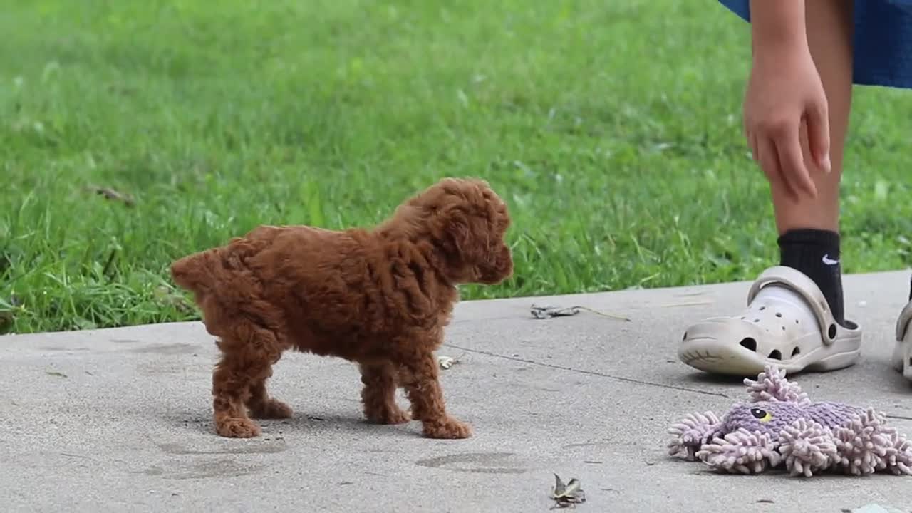 Miniature Poodle dogs for sale: Posie - Video 1