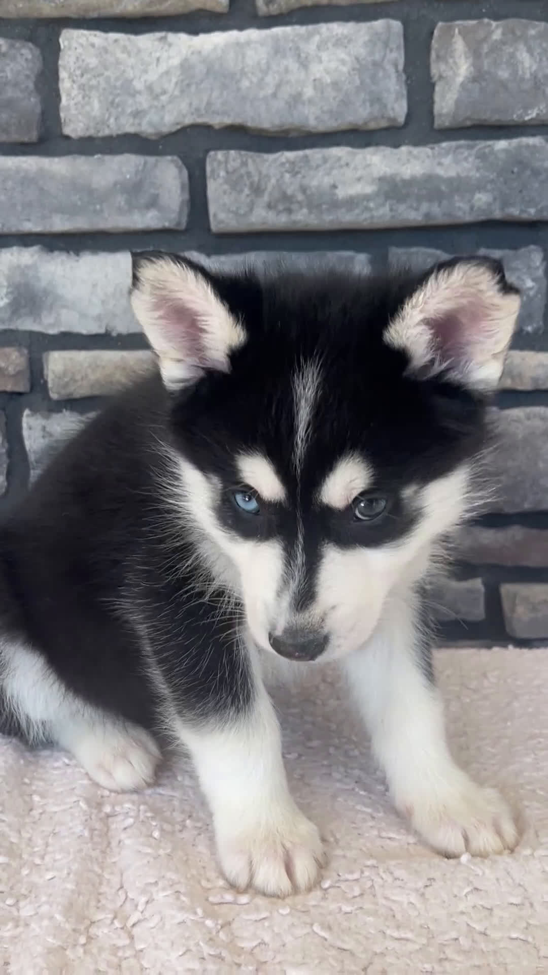 Pomsky dogs for sale: Ford - Video 1