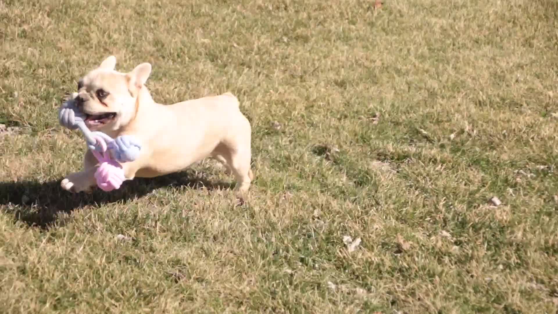 French Bulldog dogs for sale: Addie - Video 1
