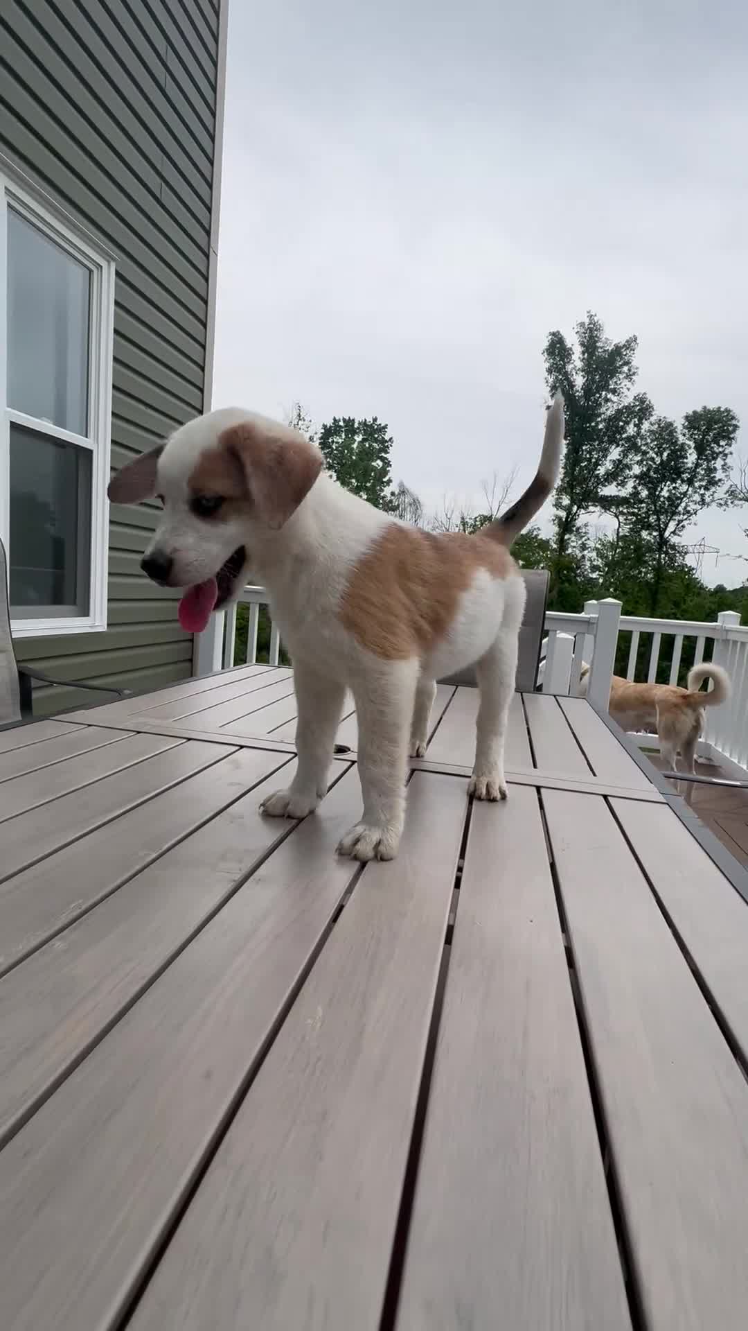Mixed Breed dogs for sale: Harley - Video 4