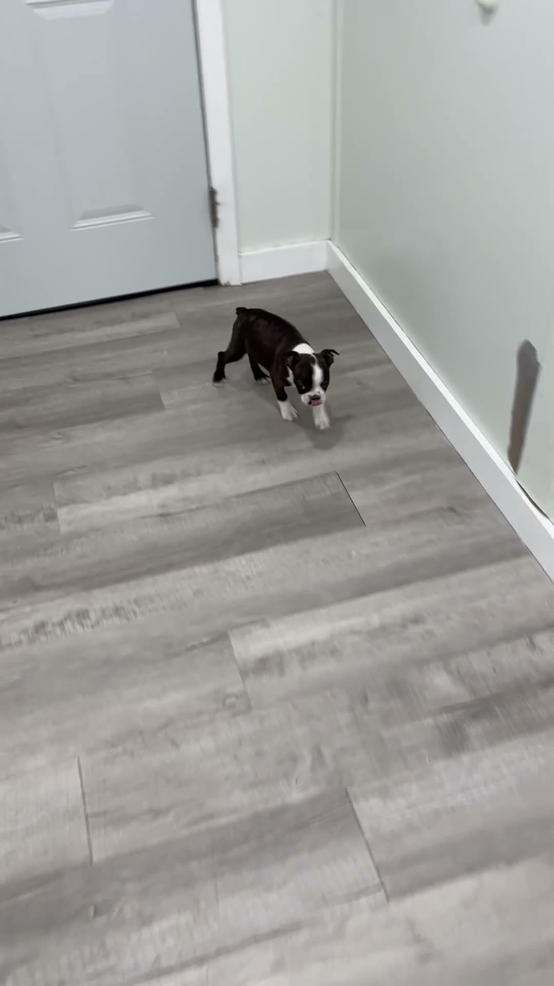Boston Terrier dogs for sale: Finn - Video 1
