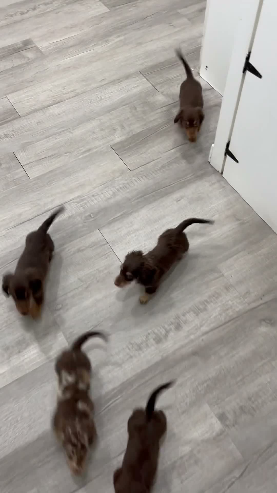 Miniature Dachshund dogs for sale: Mocha - Video 2