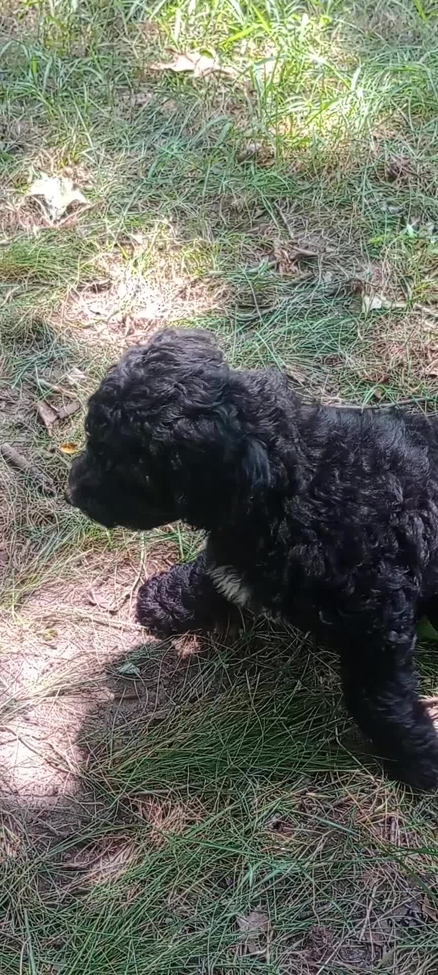 Mini Goldendoodle dogs for sale: Miss Waxwing - Video 3