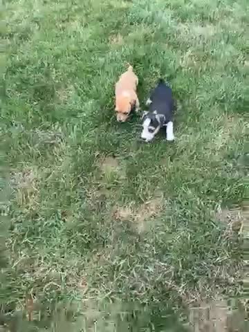 Jack Russell Terrier dogs for sale: Buttercup - Video 1