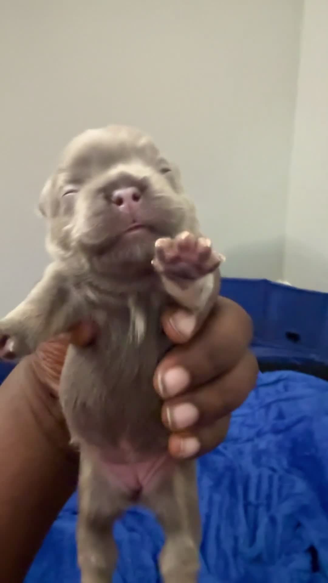 French Bulldog dogs for sale: Elara - Video 2