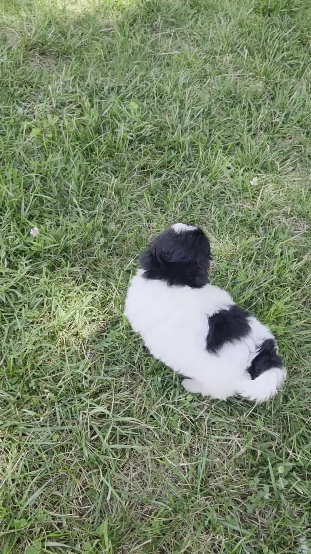 Shihpoo dogs for sale: Vicky - Video 1