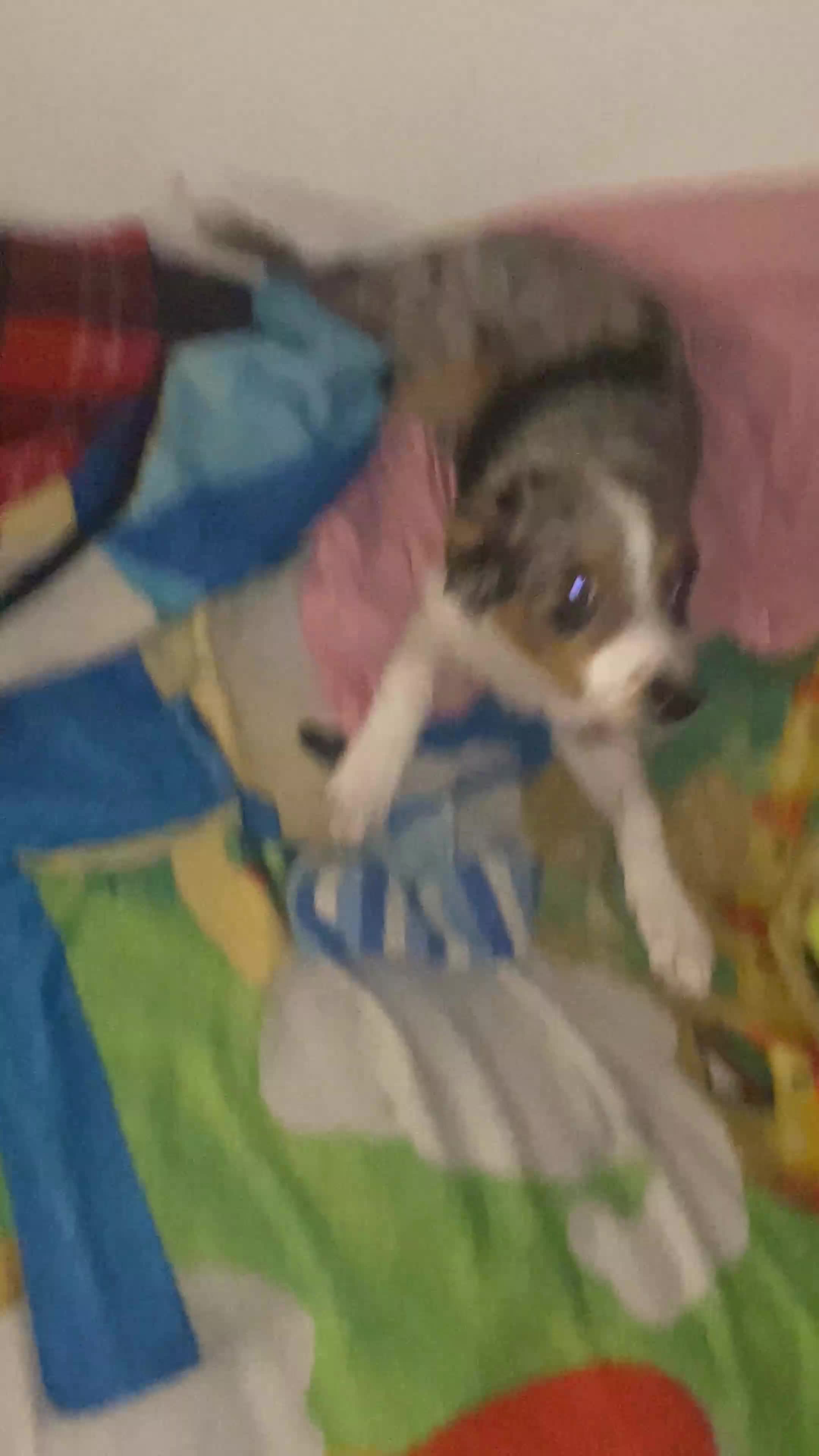 Mixed Breed dogs for sale: Neno - Video 1