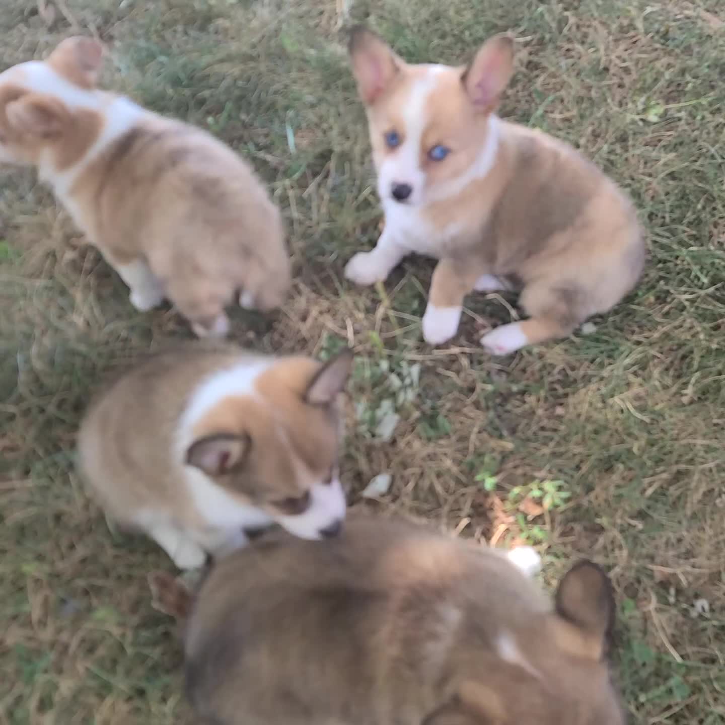 Mixed Breed dogs for sale: Oscar - Video 1