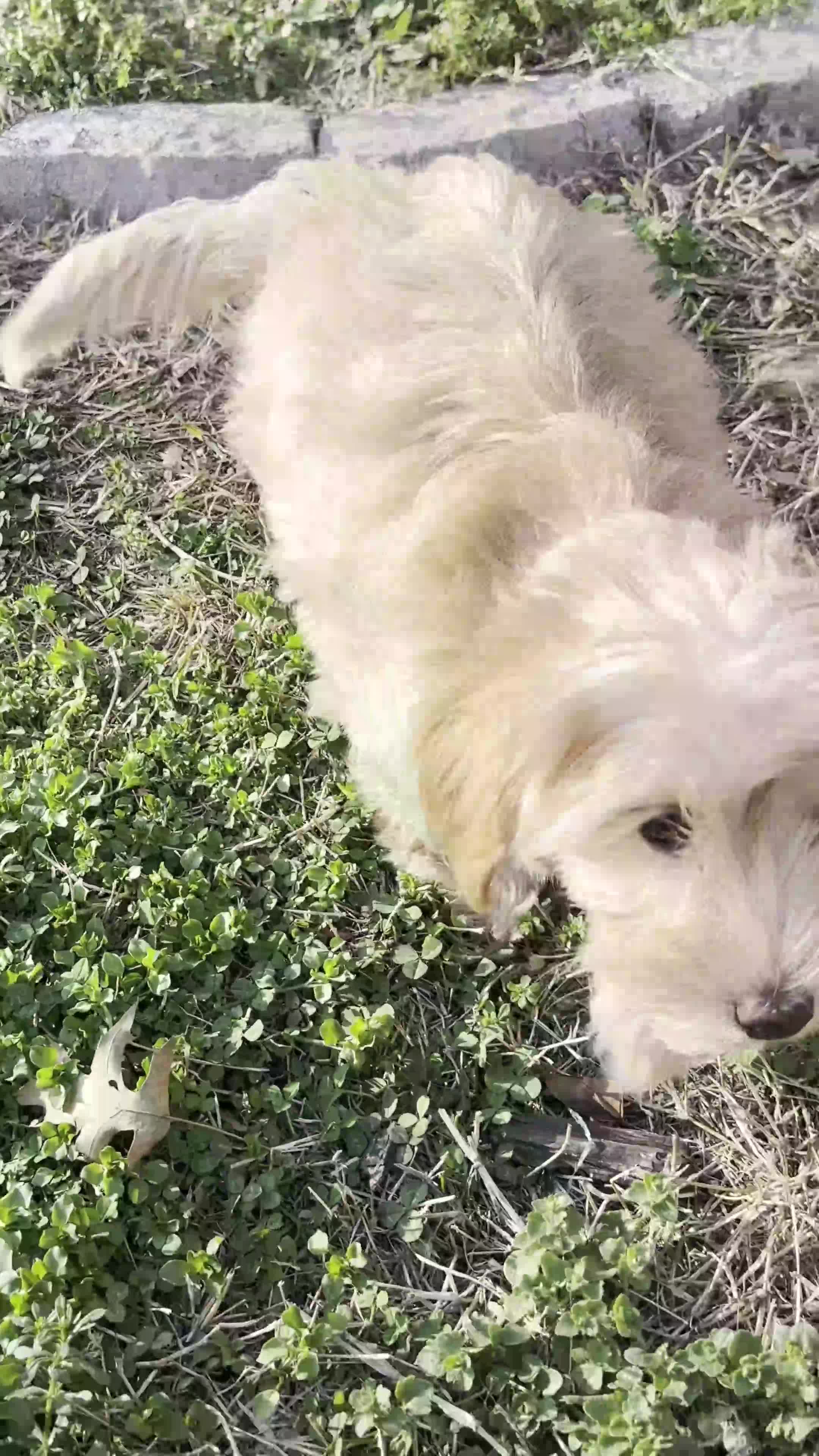 Yorkshire Terrier dogs for sale: Willow - Video 6