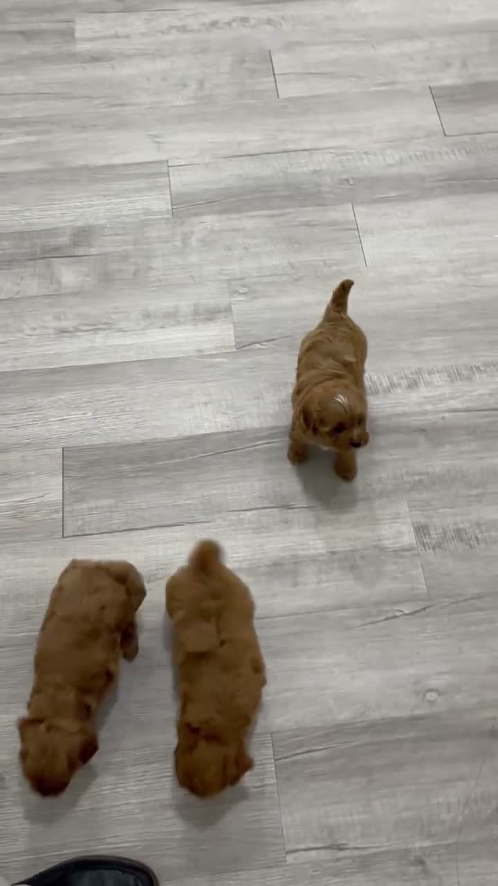 Cavapoo dogs for sale: Greta - Video 2