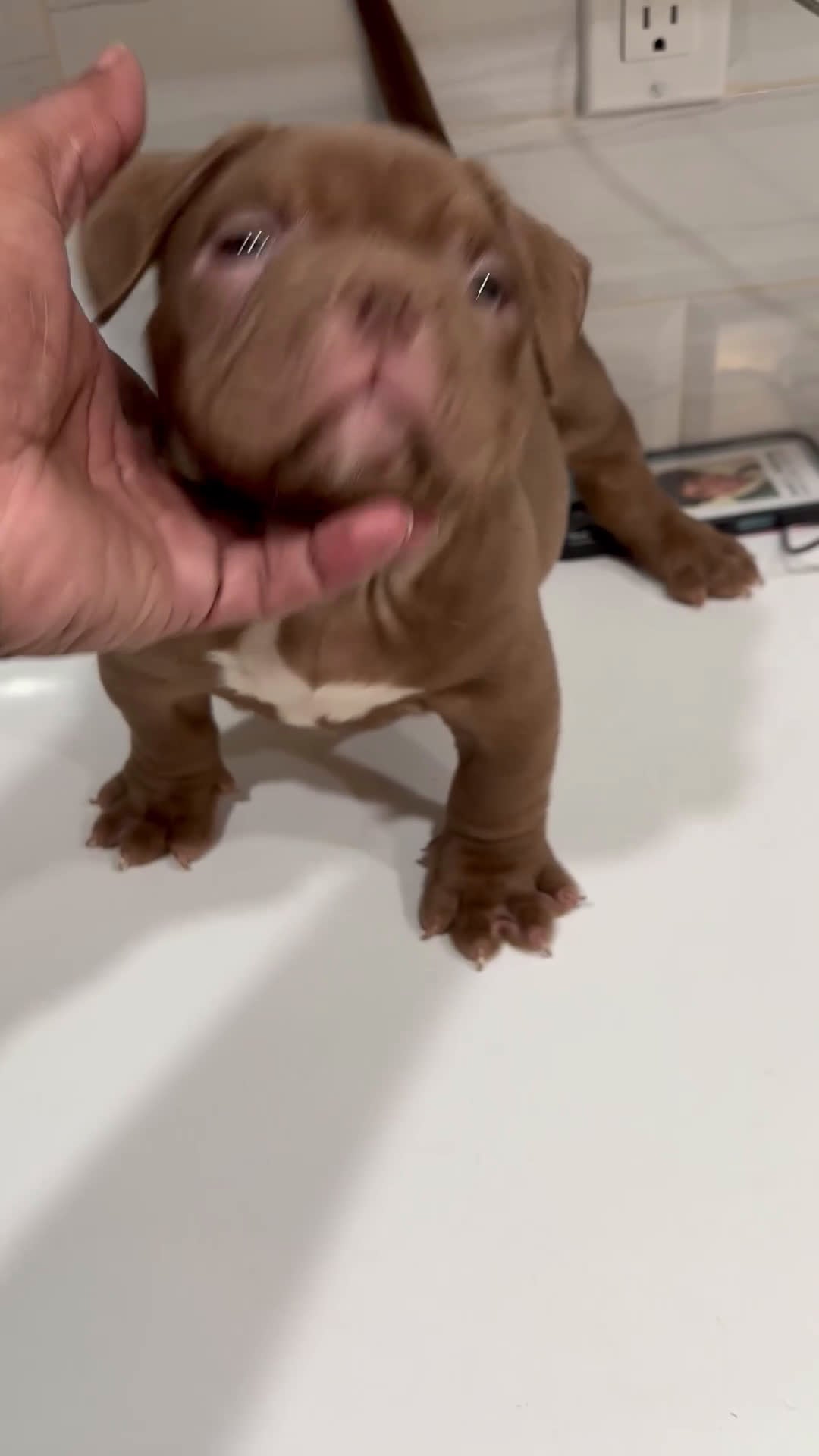 American Bully dogs for sale: American Bully Puppy 1 - Video 1