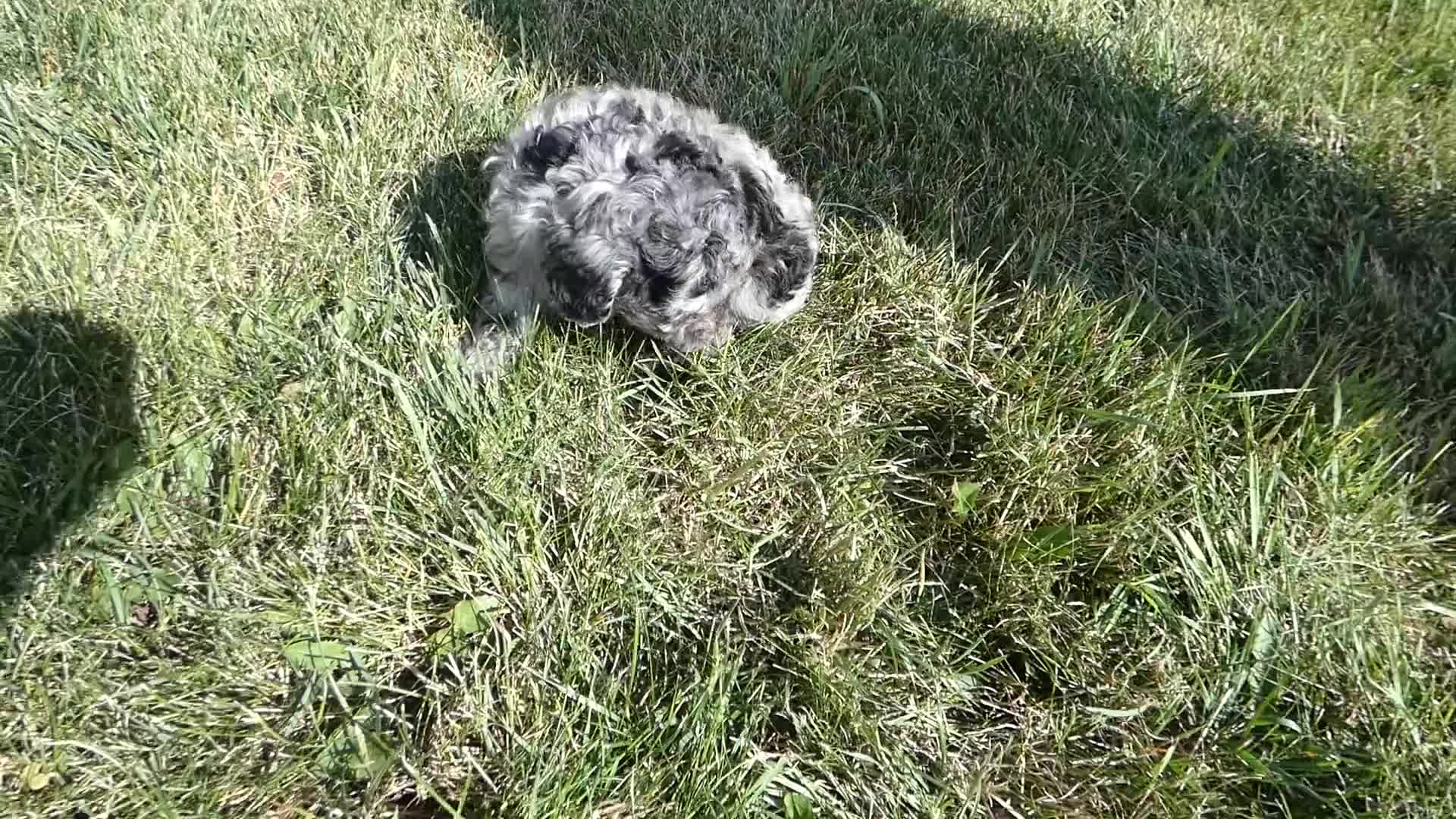 Toy Poodle dogs for sale: Toy Poodle 3 Latte - Video 1