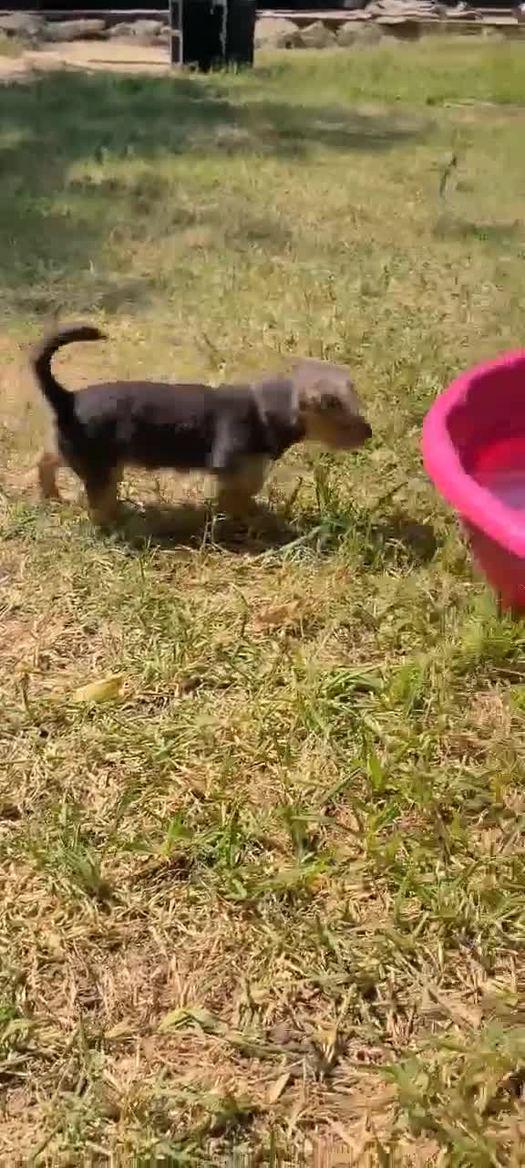 Mixed Breed dogs for sale: Daisy - Female - White/Black/Brown - Video 1