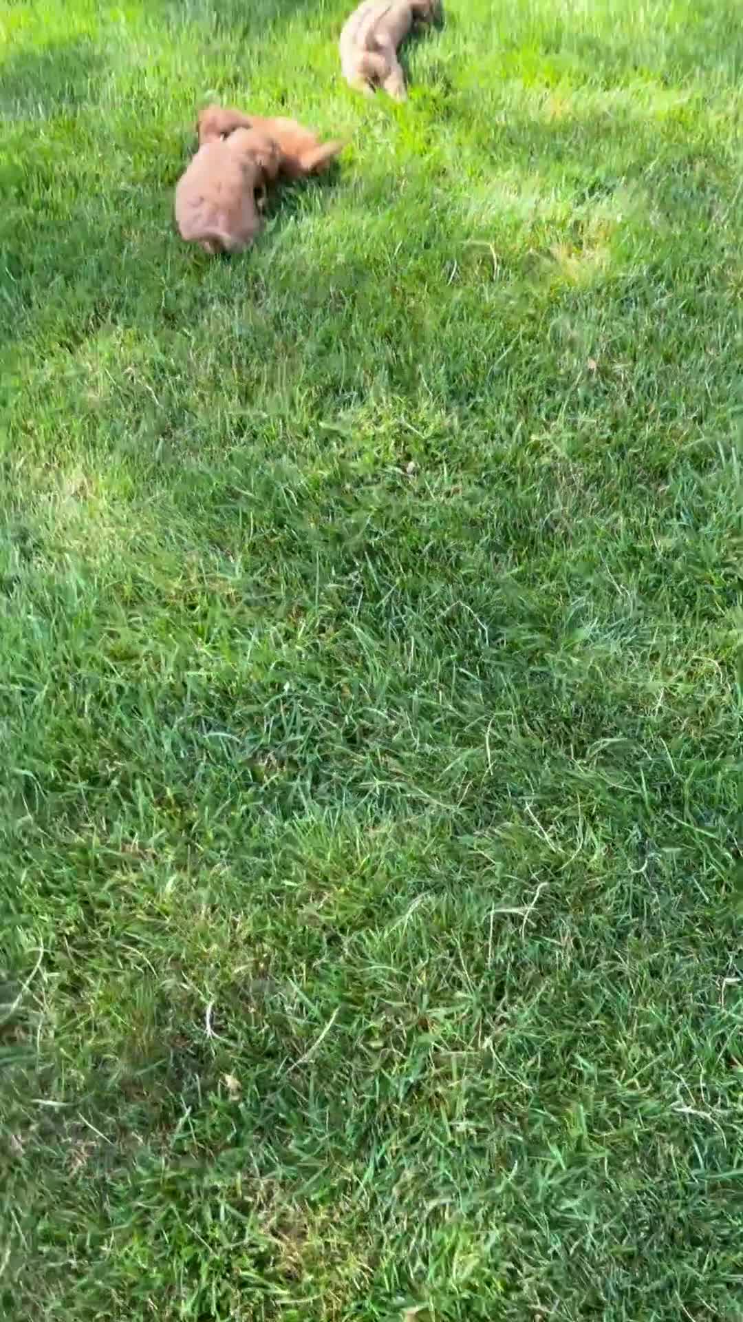 Mini Goldendoodle dogs for sale: Rocky - Video 2