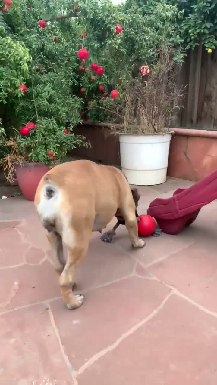 South African Boerboels dogs for sale: South African Boerboels 10 - Video 3