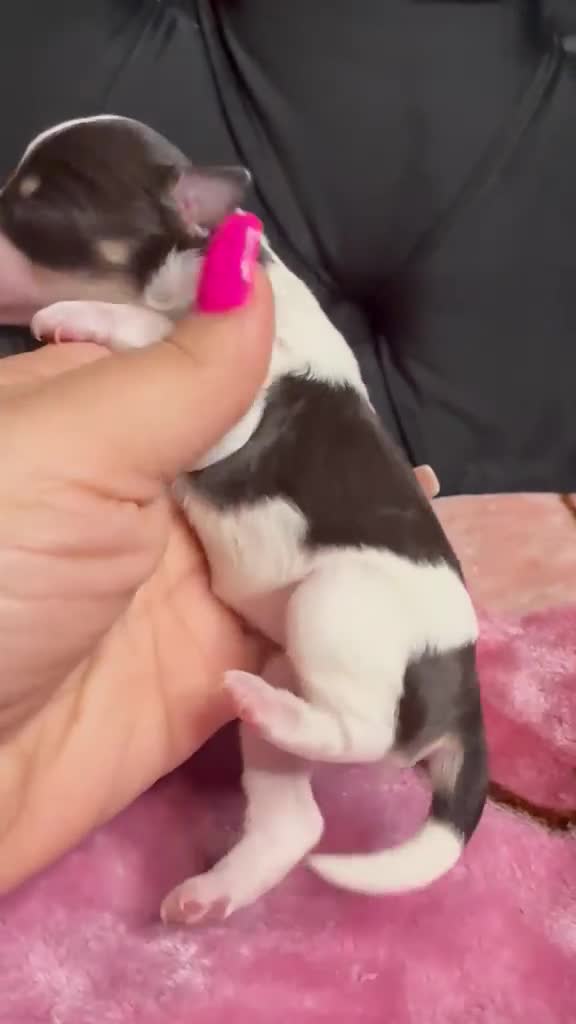 Miniature Schnauzer dogs for sale: Ariel  - Video 1