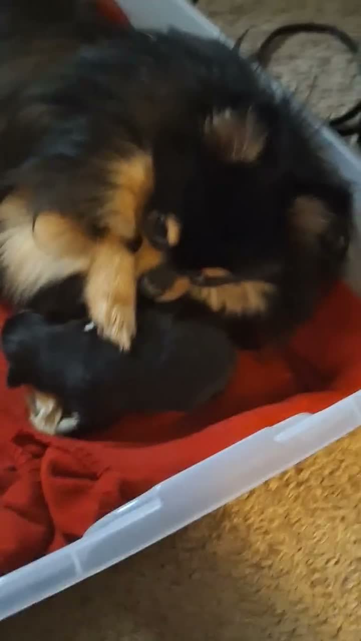 Pomeranian dogs for sale: Athena - Video 1