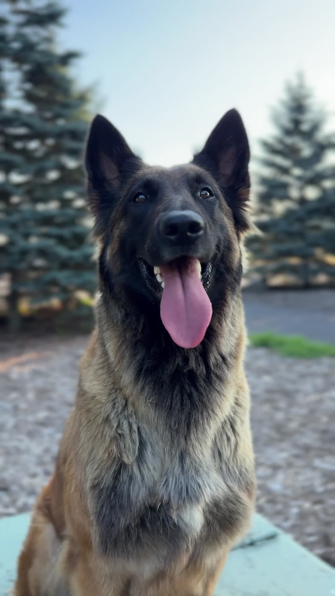 Belgian Malinois dogs for sale: Pink - Video 1