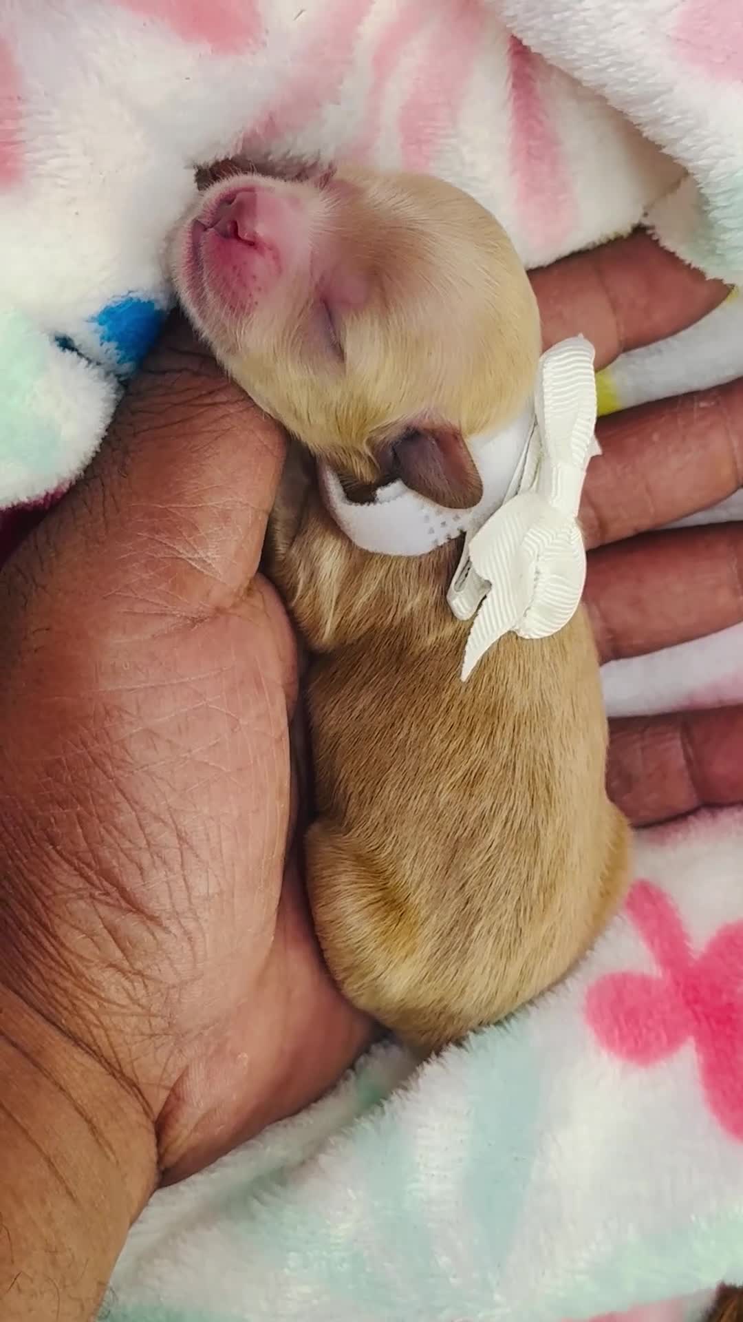 Shihpoo dogs for sale: Shihpoo Puppy 4 white - Video 1