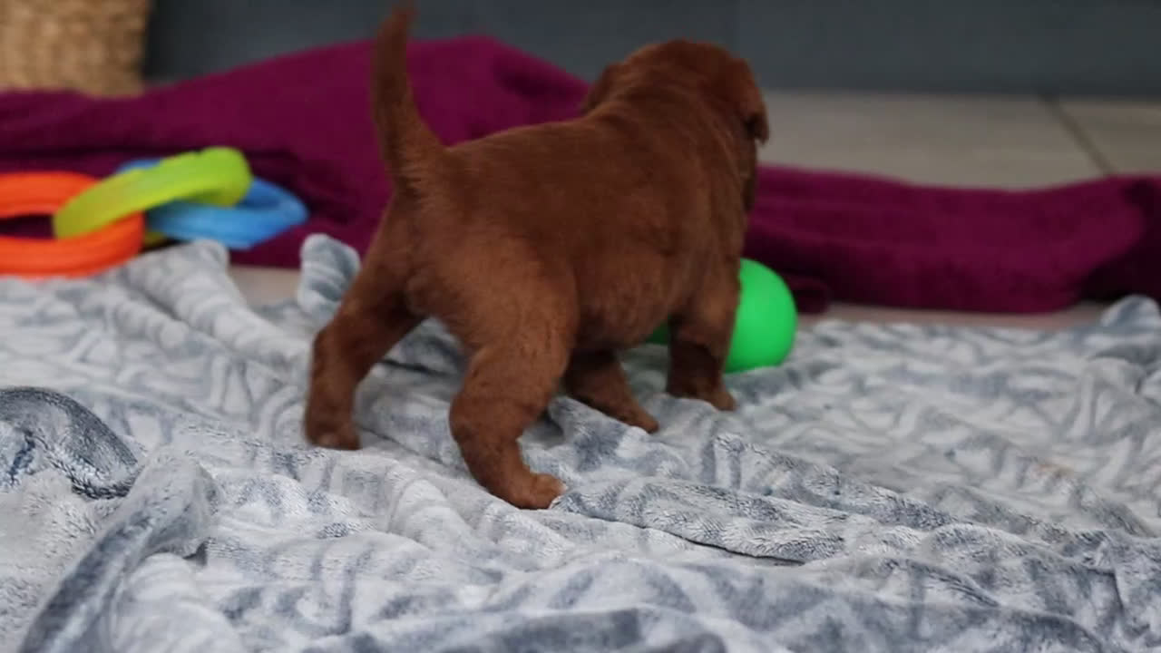 Labradoodle dogs for sale: Scout - Video 1