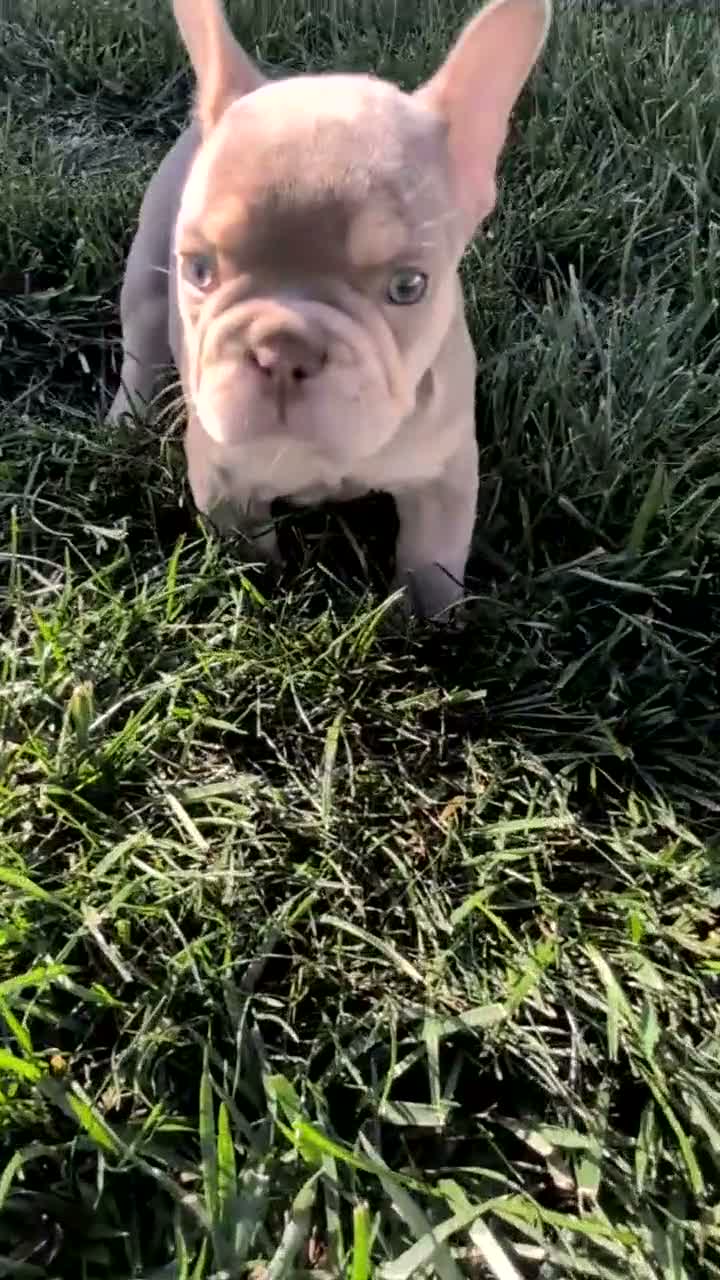 French Bulldog dogs for sale: Luna - Video 1