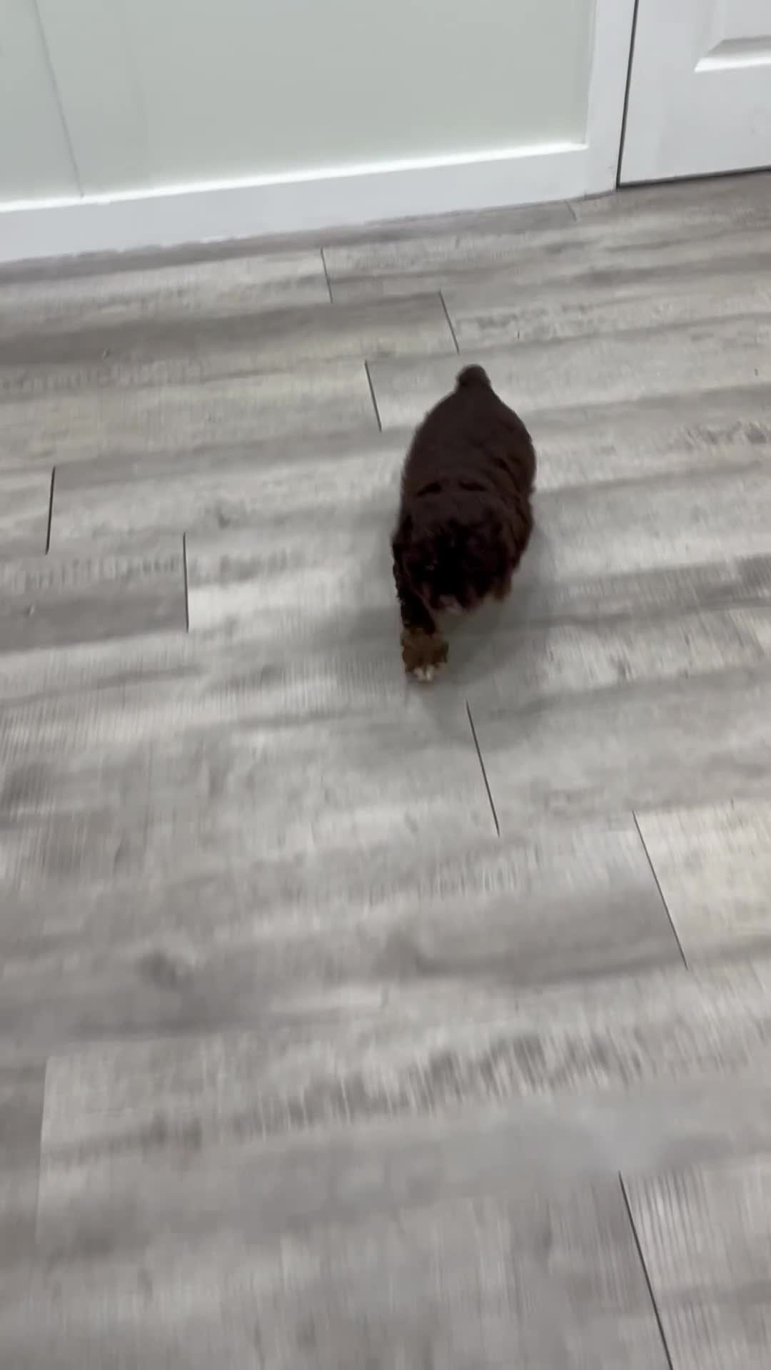 Cocker Spaniel dogs for sale: Palmer - Video 1