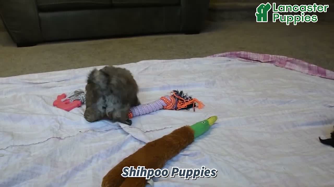 Shihpoo dogs for sale: Tansy - Video 1