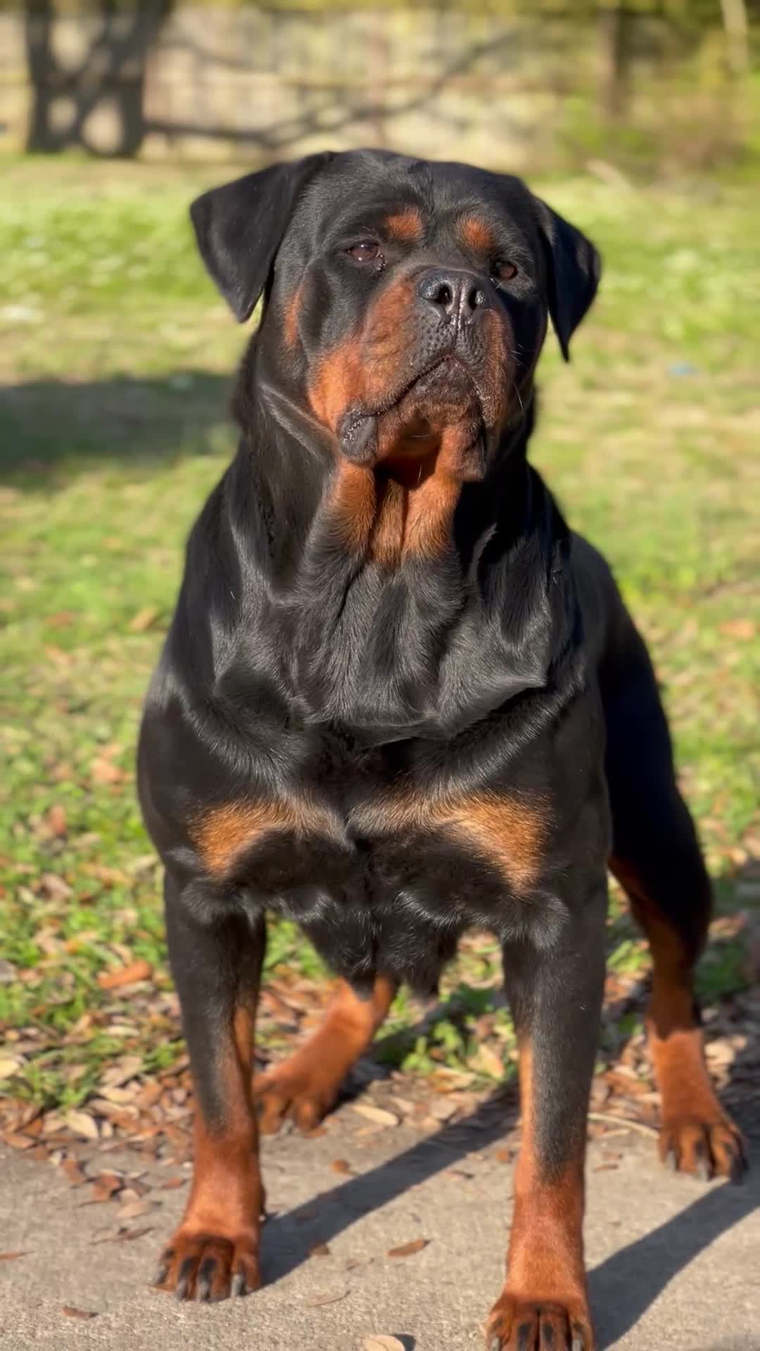 Rottweiler dogs for sale: Red Collar Male - Video 2