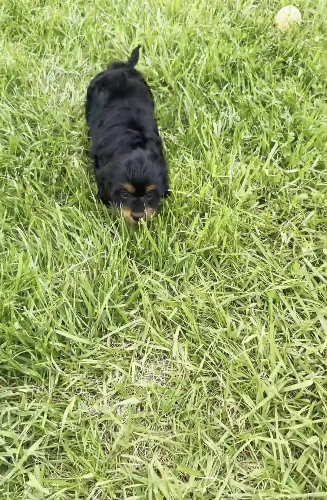 Cavapoo dogs for sale: Maple F1 - Video 1