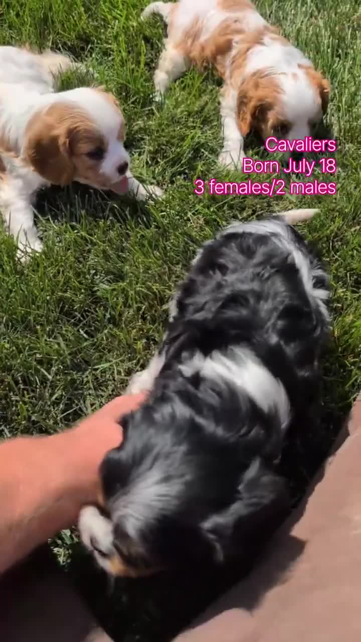 Cavalier King Charles Spaniel dogs for sale: Lady - Video 3