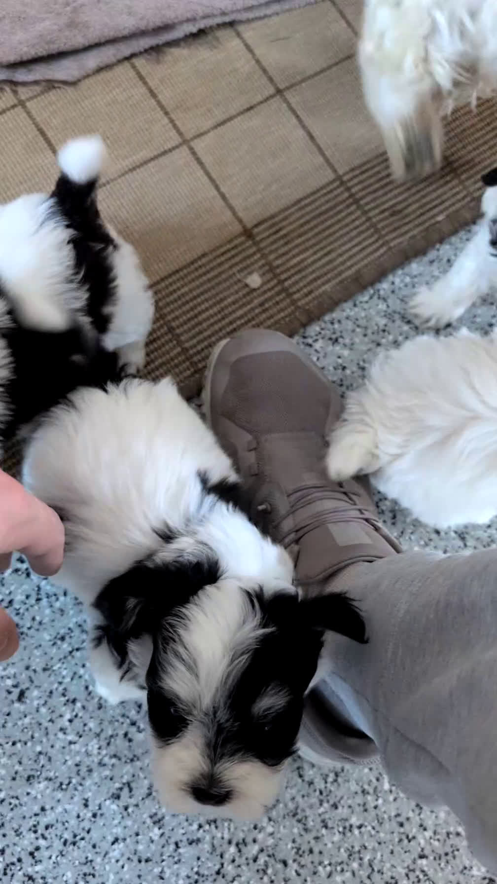 Havanese dogs for sale: Zeus - Video 4