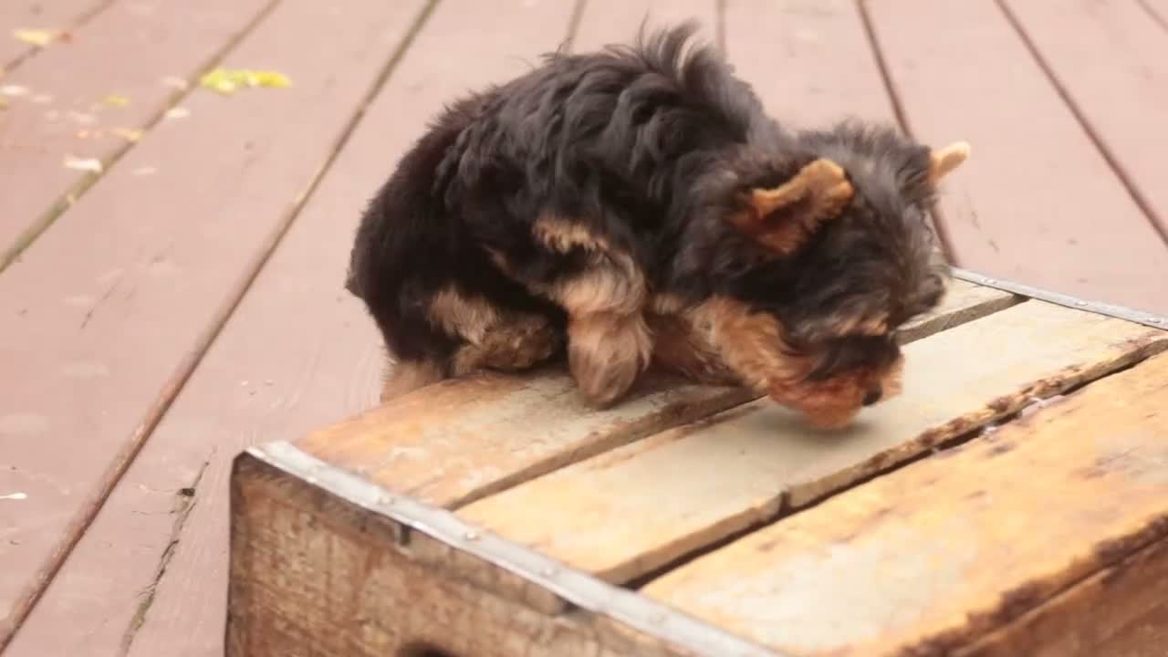 Yorkshire Terrier dogs for sale: Damon Yorkshire Terrier  - Video 2